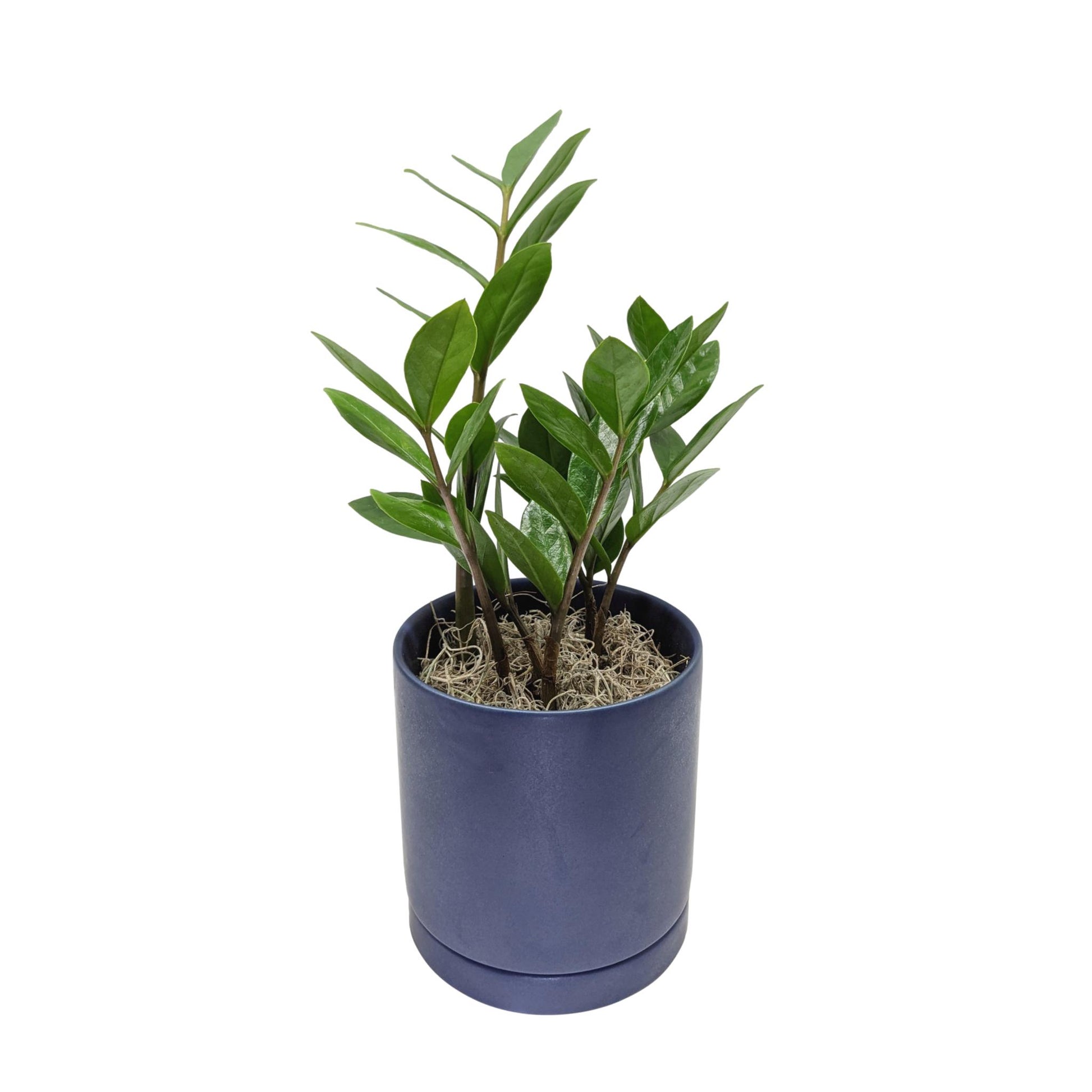 zz plant bulbs ZZ Emerald Palm Houseplant – Easy To Grow Bulbs