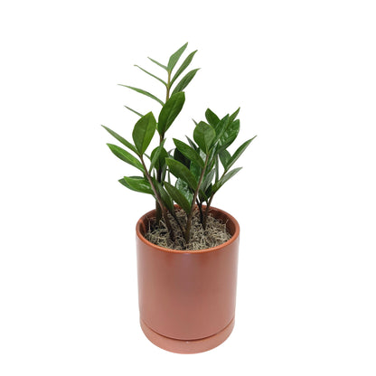 zz plant terracotta pot ZZ Emerald Palm Houseplant – Easy To Grow Bulbs