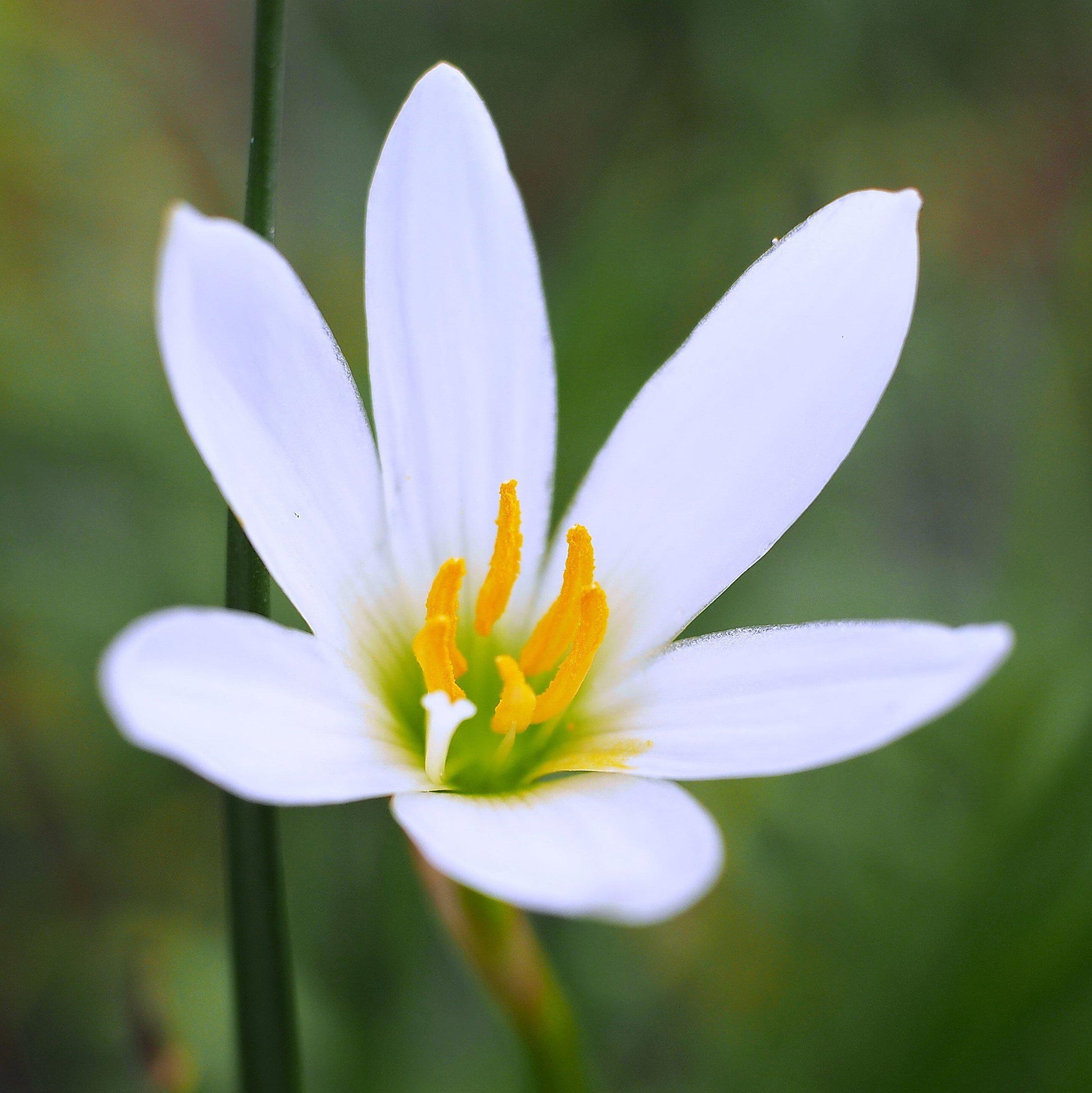 white rain lily care Rain Lily