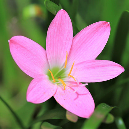Pink robusta Rain Lily flower
