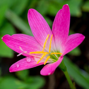 A Gorgeous Rosy Pink Rain Lily
