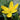 Small Upward-Facing Cheery Yellow Rain Lily Flower