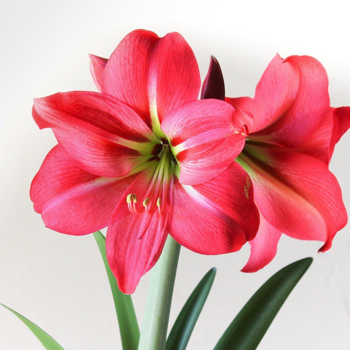 Amaryllis - Pink Flush