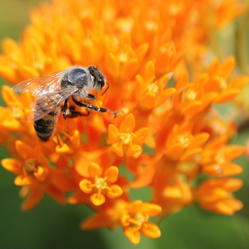 Orange Butterfly Weed | Asclepias tuberosa