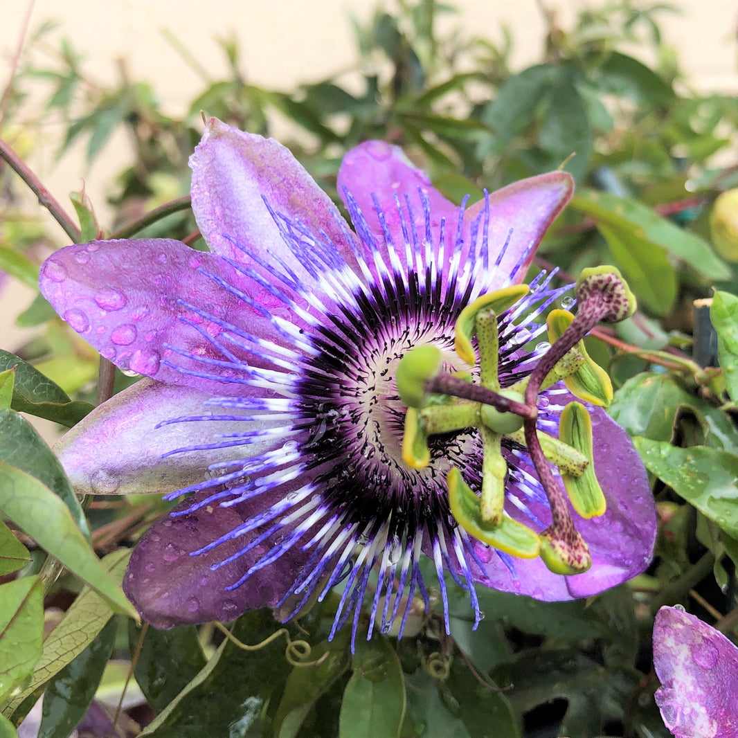 Passion Flower Plants for Sale Easy to Grow™ Easy To Grow Bulbs