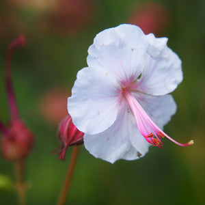 Pink-Centered White Bloom of the "Biokovo" Geranium