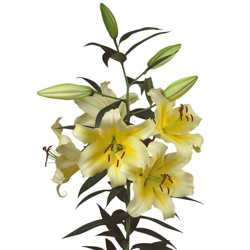 Lilium - Orienpet Lily Conca D'Or