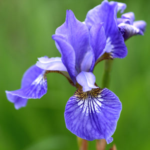 Striking violet-blue "Blue King" Siberian Iris