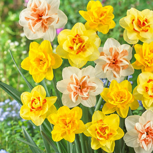 A Captivating Mix of Double Flowering Daffodils