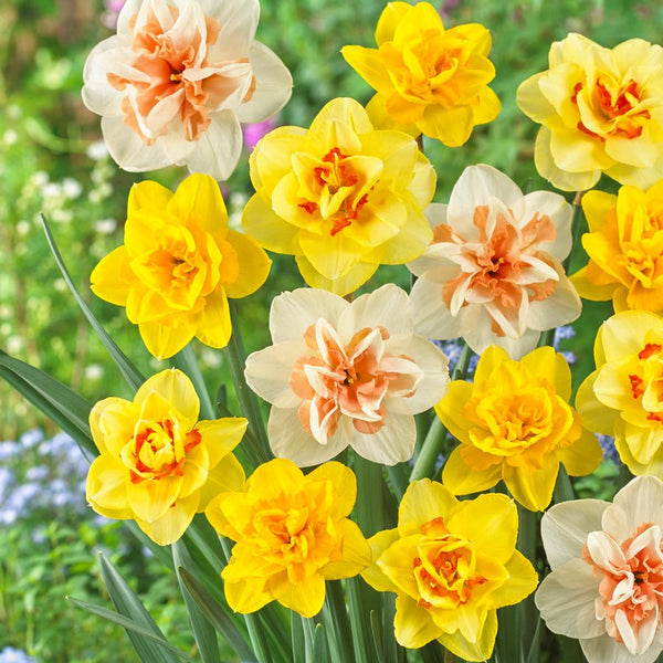 Daffodil Bulbs for Sale Online Easy To Grow Bulbs