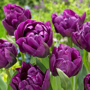 Beautiful Purple Tulip Double Negrita