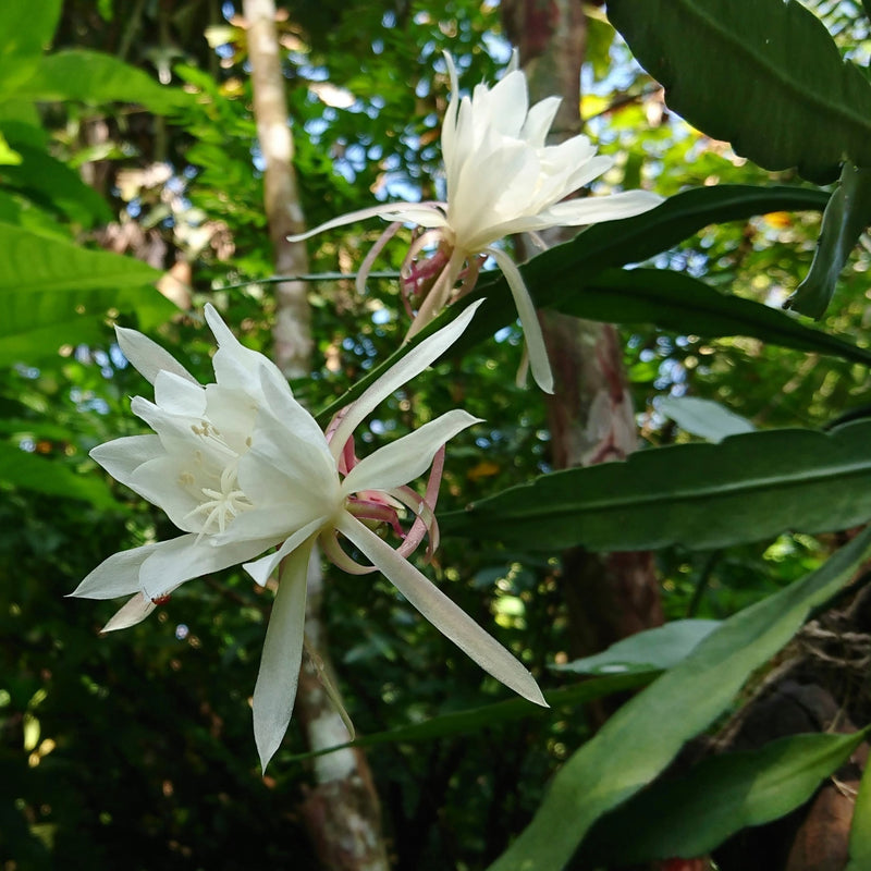 White Blooms of the Epiphyllum Orchid Cactus