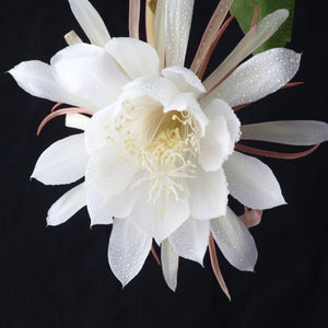 Bright White Queen Of The Night Bloom