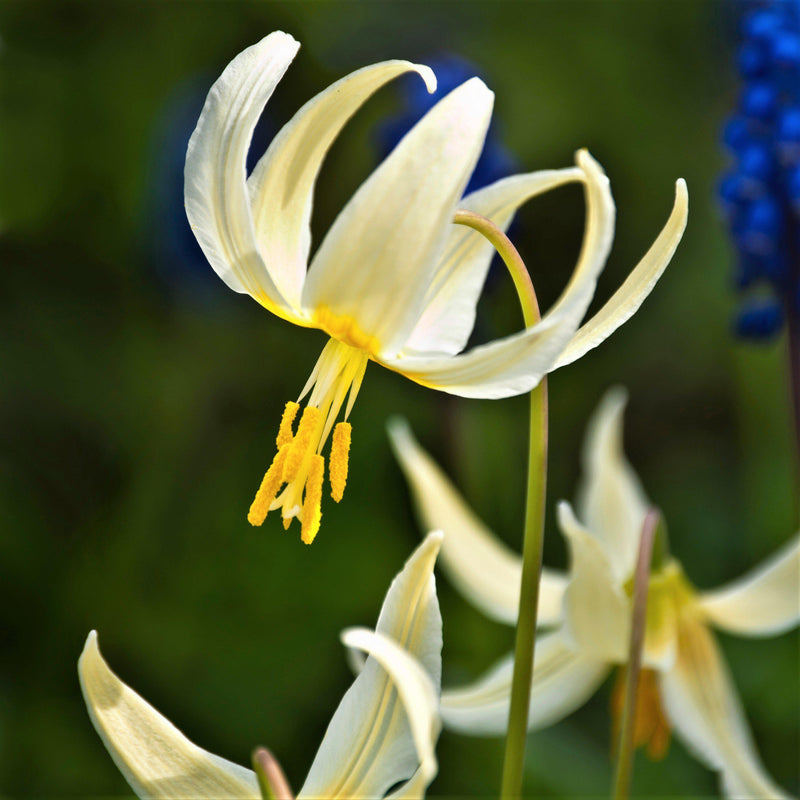 White and Yellow Californicum Erythronium Bloom