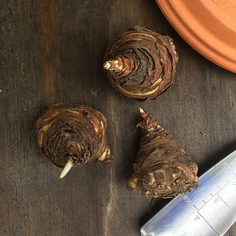A Trio of Pineapple Lily Bulbs