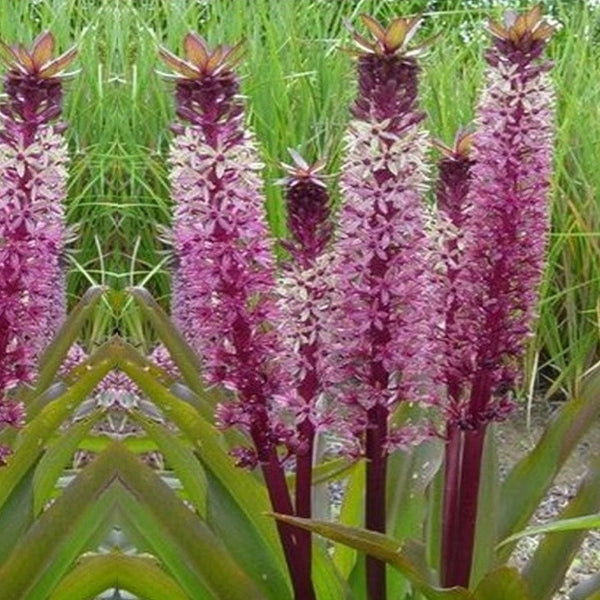 'Pineapple Lily' Planting & Growing Guide Easy To Grow Bulbs