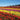 Ranunculus flower fields