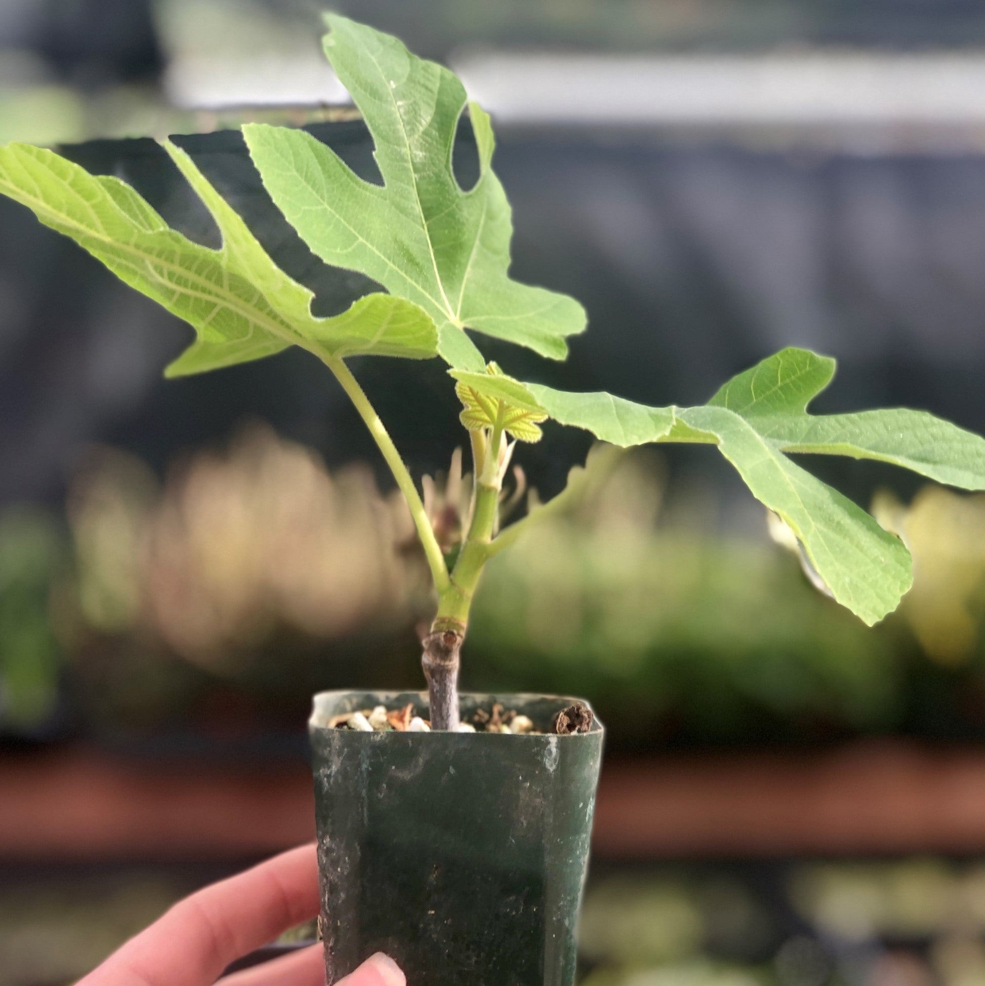 fig tree potted plant Easy to Grow Bulbs Fig