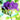 Freesia single blue flower (purple)