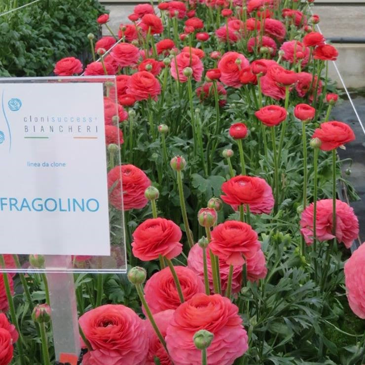 Bold Pink Italian Ranunculus Bulbs for Sale | Success Fragolino – Easy ...