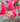 Amaryllis Pink Flush Flower Bulb