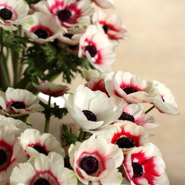 white and red Italian Anemone blooms