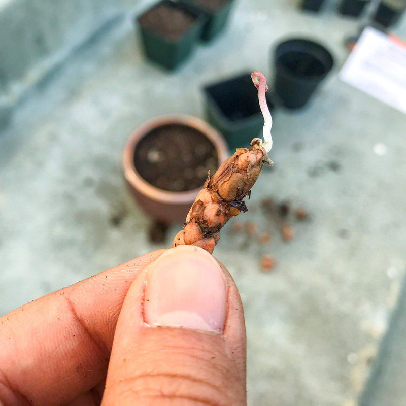 Very Small Oxalis Triangularis Root