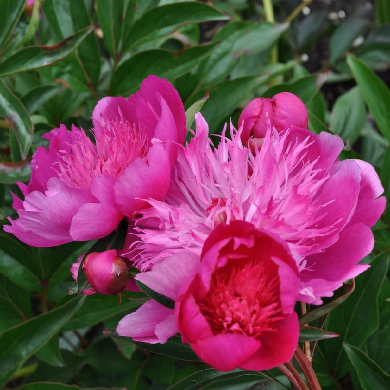 peony madame butterfly hot pink flower