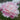 Light Pink Peony flower | Mrs. F.D. Roosevelt (Fragrant)