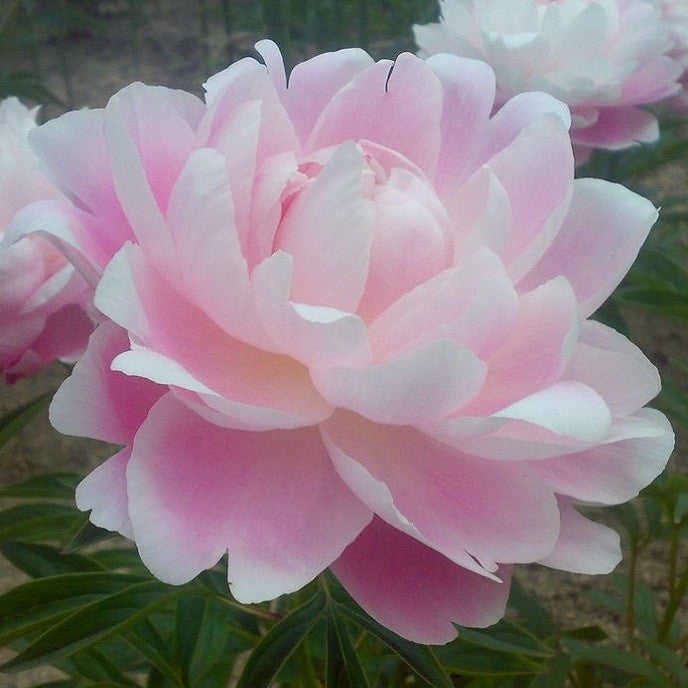 Light Pink Peony flower | Mrs. F.D. Roosevelt (Fragrant)