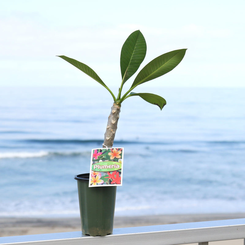 Fully rooted and potted plumeria plant