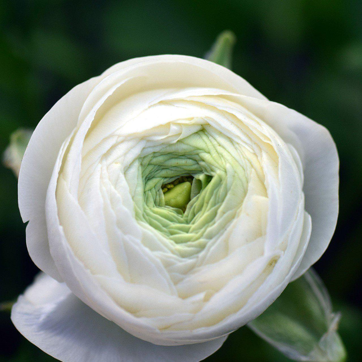 Tecoye Ranunculus Tecolote Ranunculus White Bulbs For Sale | White Ranunculus – Easy To ...