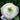 Ranunculus - Tecolote White