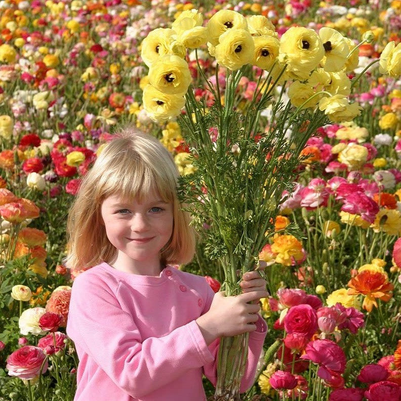 Girl with Ranunculus Flowers in Field
