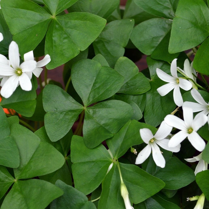 Green Oxalis with Dainty White Flowers