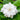 Fragrant Gardenia Flower