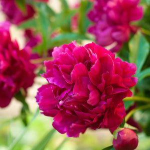 Long-Lived Peony Bulbs For Sale Online