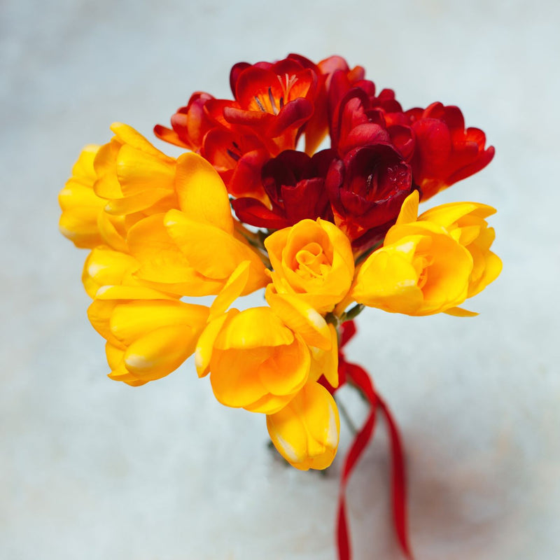 Freesia Burning Embers Collection