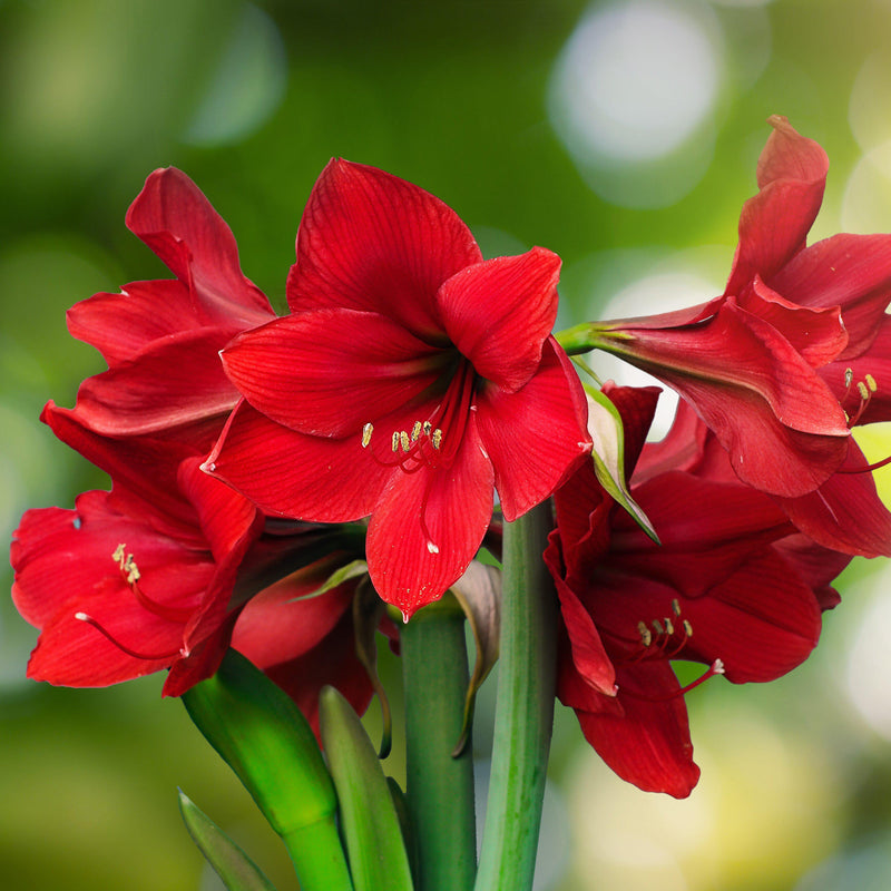 Bold Red Amaryllis Blooms