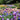Colorful Reblooming Bearded Iris Mix 