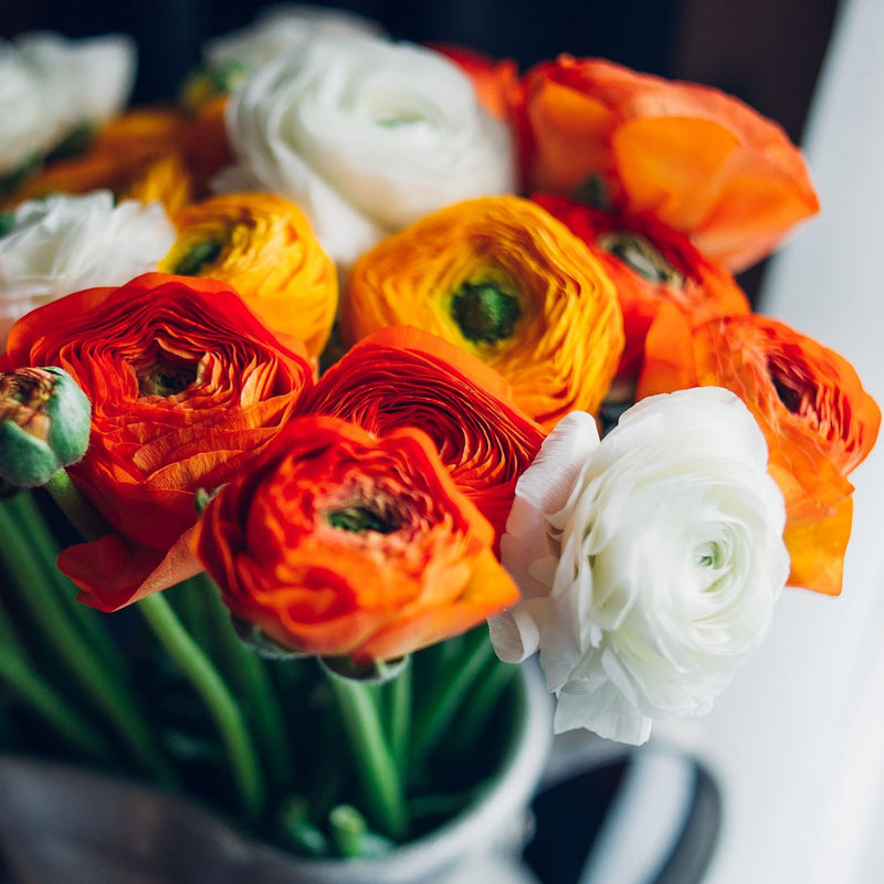 A Bouquet of Orange and White Ranunculus Blooms