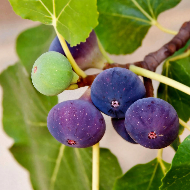 Ripe Chicago Hardy Fig fruit