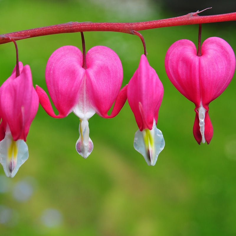 Gorgeous Heart Shaped Pink Dicentra Blooms