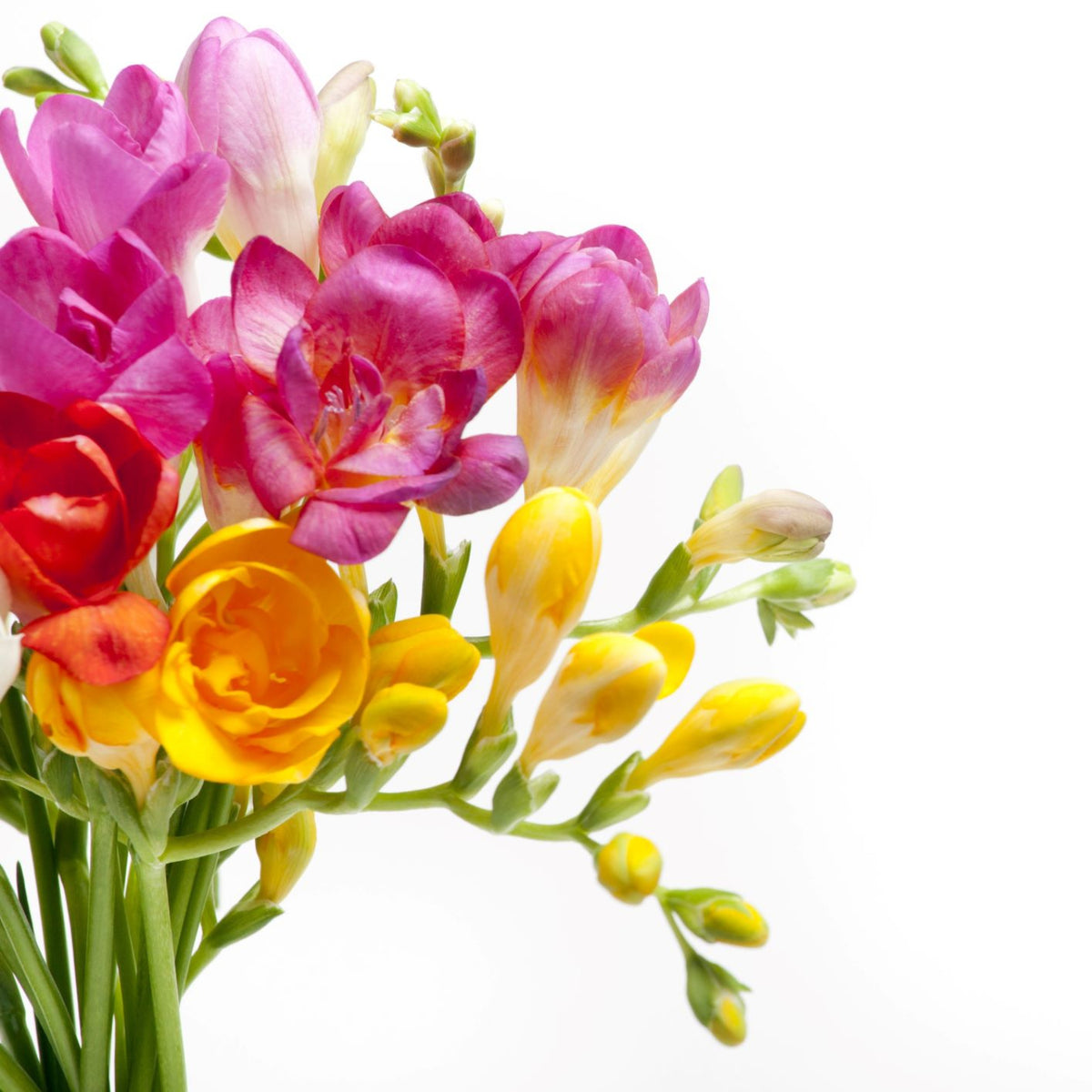 pink yellow and bicolor freesia blooms