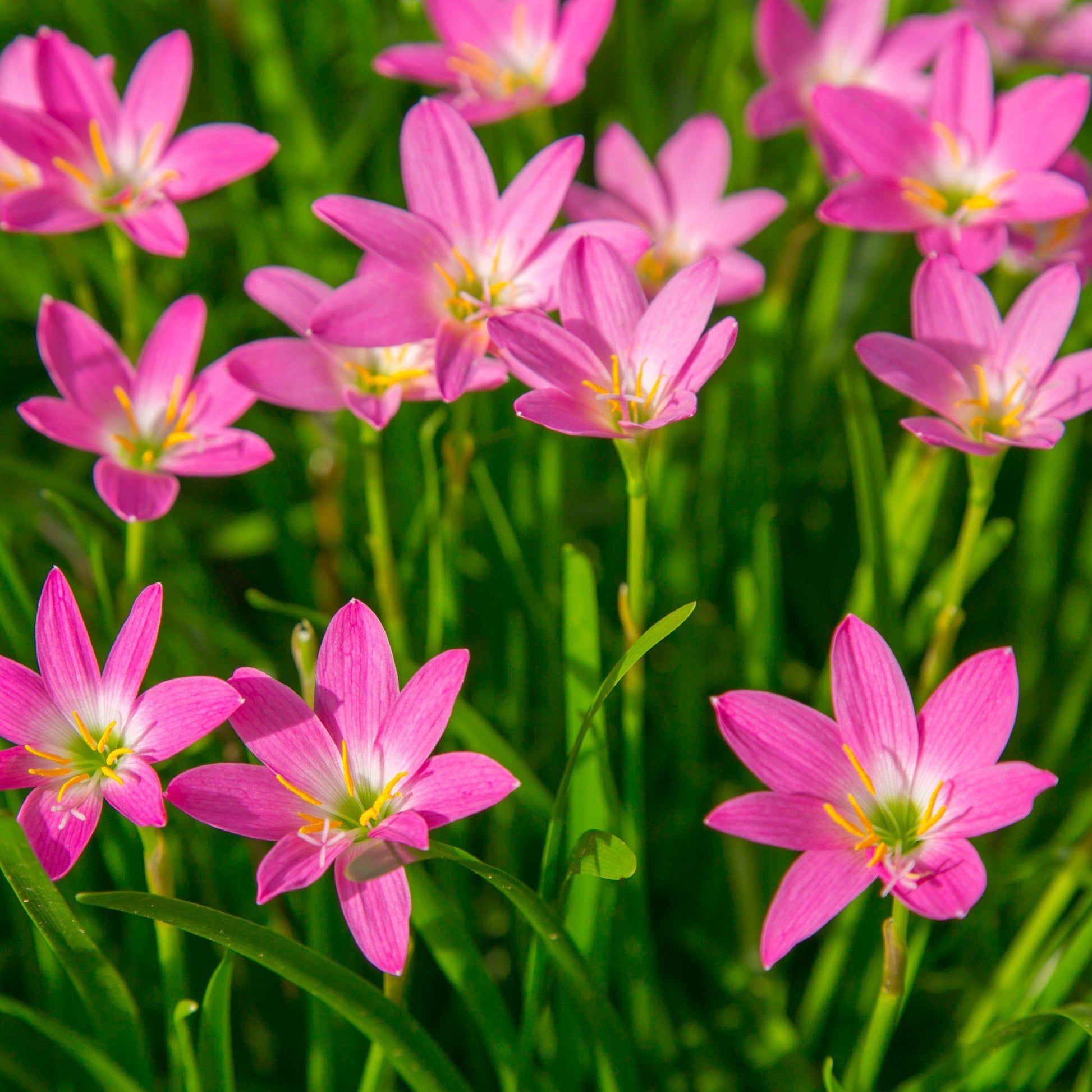 lily rain flower Rain Lily