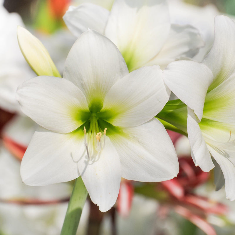 Pure White Amaryllis Blossom
