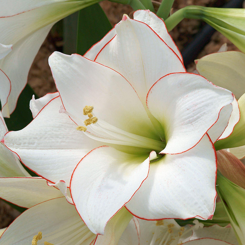 Amaryllis Picotee Bloom