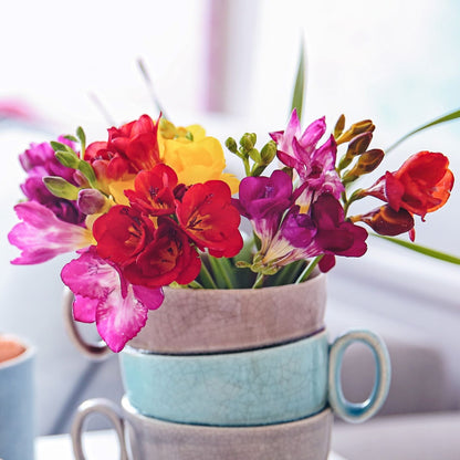 pink, red bicolor and yellow freesias
