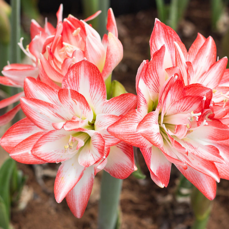 Red and White Amaryllis Flaming Peacock