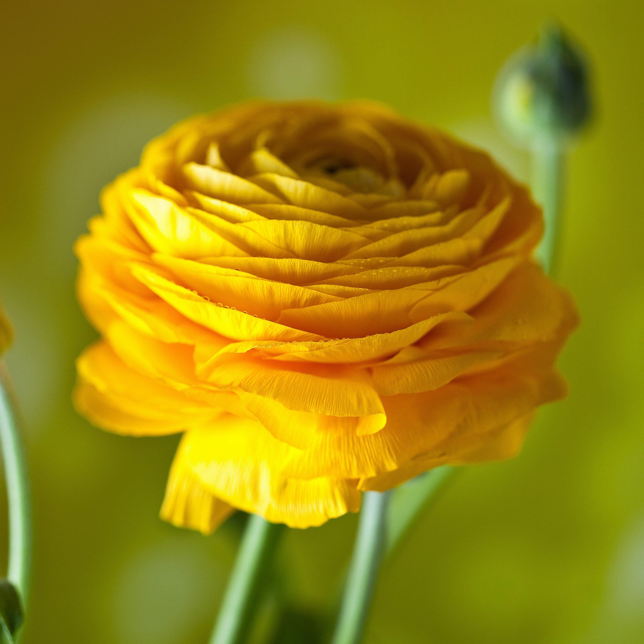 Tecolote Ranunculus Tropical Sunset Mix Bulbs For Sale Online – Easy To ...